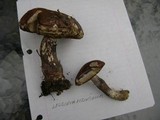 Leccinum versipelle image