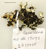 Parmotrema perlatum image