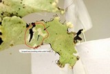 Parmotrema perlatum image