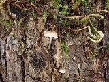Mycena subsupina image