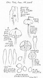 Mycena subsupina image