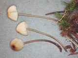 Mycena galopus var. galopus image