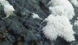 Ceratiomyxa fruticulosa var. fruticulosa image
