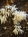 Mucronella bresadolae image