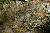 Hyperphyscia syncolla image