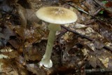 Amanita brunnescens image