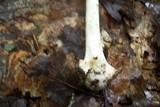 Amanita brunnescens image