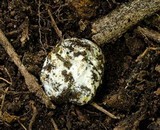 Octaviania tasmanica image