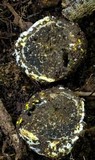 Octaviania tasmanica image