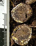 Octaviania tasmanica image