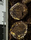 Octaviania tasmanica image