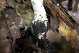 Amanita hesleri image