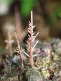 Pterula juruensis image