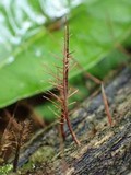 Pterula juruensis image