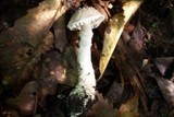Amanita hesleri image