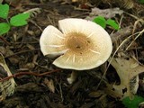 Agaricus placomyces image
