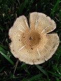 Agaricus placomyces image