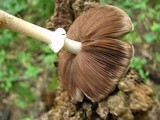 Agaricus placomyces image