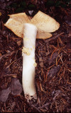 Cortinarius caperatus image