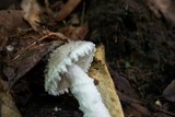 Amanita hesleri image