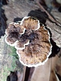 Phylloporia spathulata image