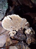 Phylloporia spathulata image