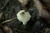 Amanita hesleri image
