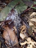 Xylaria ianthinovelutina image