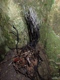Xylaria ianthinovelutina image