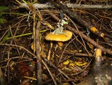 Chroogomphus tomentosus image