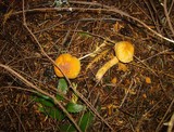 Chroogomphus tomentosus image