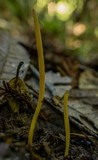 Clavaria flavipes image