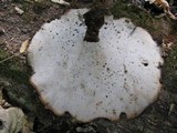 Royoporus badius image