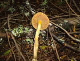 Chroogomphus tomentosus image