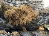 Arcyria obvelata image