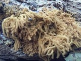 Arcyria obvelata image