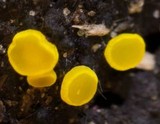 Bisporella sulfurina image