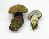 Caloboletus calopus image