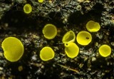 Bisporella sulfurina image