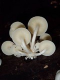 Lentinus concavus image