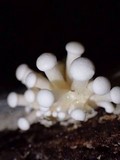 Lentinus concavus image