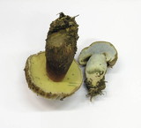 Caloboletus calopus image