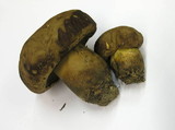 Caloboletus calopus image