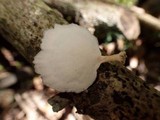Microporellus obovatus image