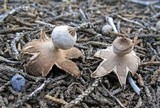 Geastrum schmidelii image