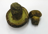 Caloboletus calopus image