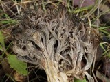 Clavulina coralloides image