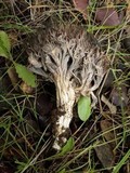 Clavulina coralloides image