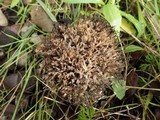Clavulina coralloides image