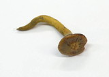 Chroogomphus helveticus image